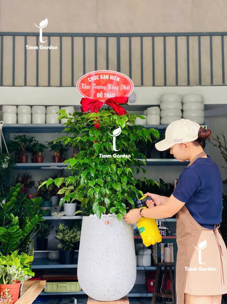 Chậu cây hạnh phúc phong thủy sang trọng, phù hợp tặng khai trương