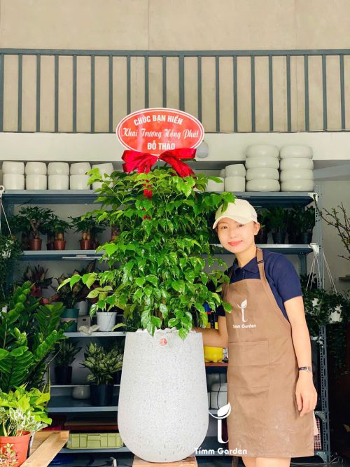 CÂY KHAI TRƯƠNG, TÂN GIA – CÂY HẠNH PHÚC PHONG THỦY | GIAO NHANH HCM