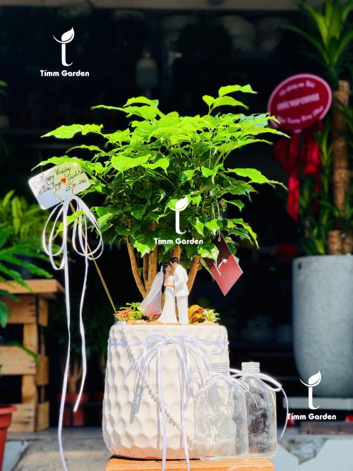 CHẬU CÂY HẠNH PHÚC ĐÁM CƯỚI – NGHI LỄ TƯỚI CÂY HẠNH PHÚC Ý NGHĨA (TẶNG KÈM BÌNH TƯỚI)