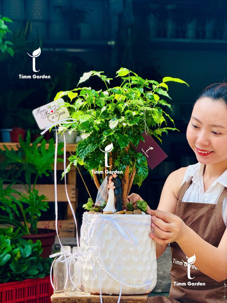 Chậu cây hạnh phúc sử dụng trong nghi lễ cưới ý nghĩa