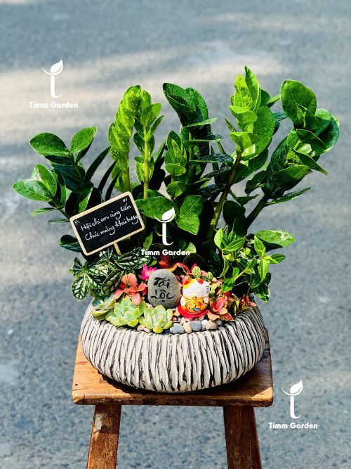 Alternative view of SEN ĐÁ TIỂU CẢNH KHAI TRƯƠNG ĐỂ BÀN LỄ TÂN – SANG TRỌNG