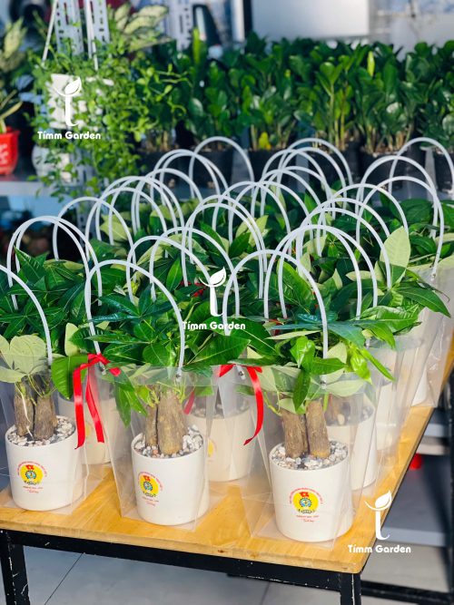 CHẬU CÂY IN LOGO DOANH NGHIỆP – QUÀ TẶNG KHÁCH HÀNG, SỰ KIỆN CAO CẤP