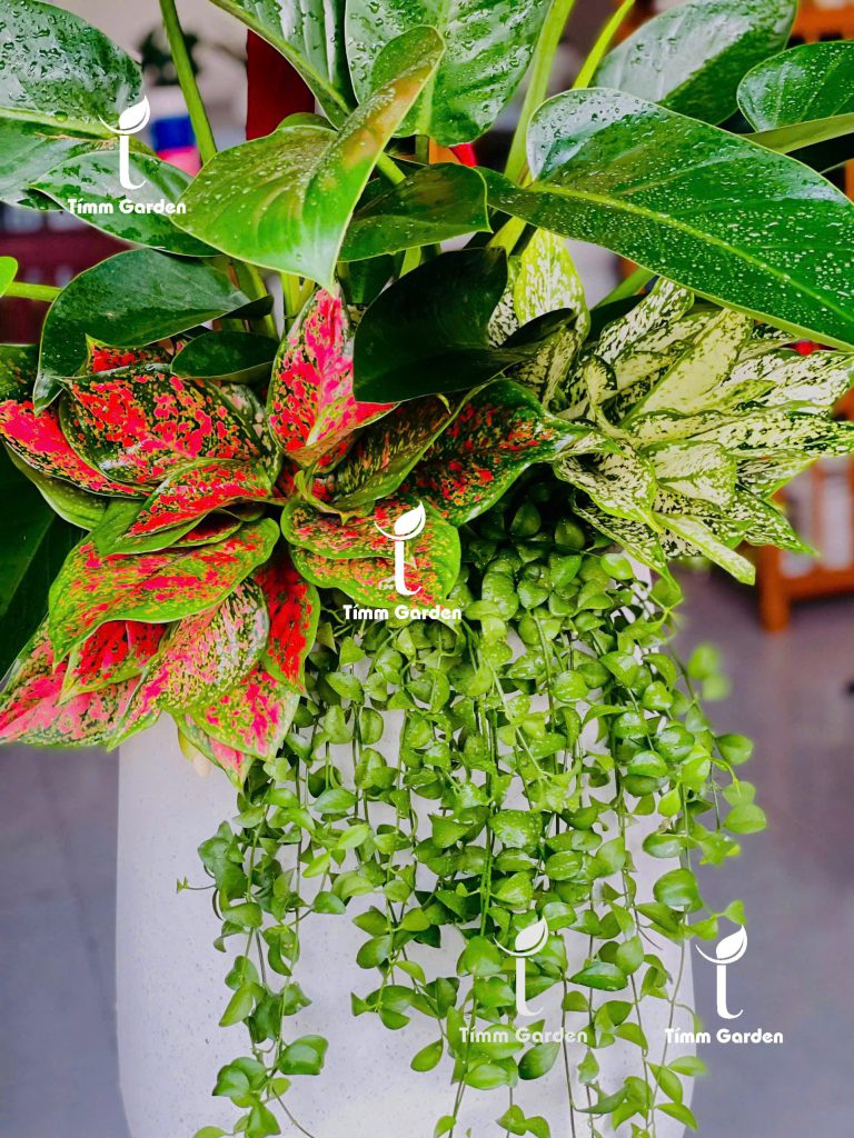 Chậu cây tặng khai trương đẹp
