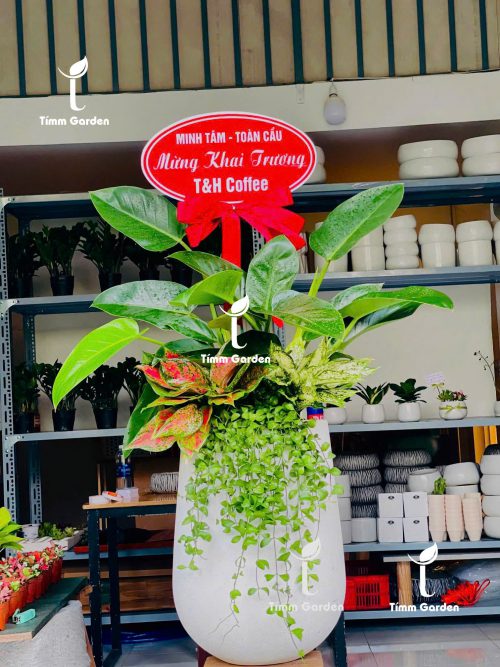 CÂY KHAI TRƯƠNG, TÂN GIA – TRẦU BÀ ĐẾ VƯƠNG XANH PHONG THỦY SANG TRỌNG | GIAO NHANH HCM