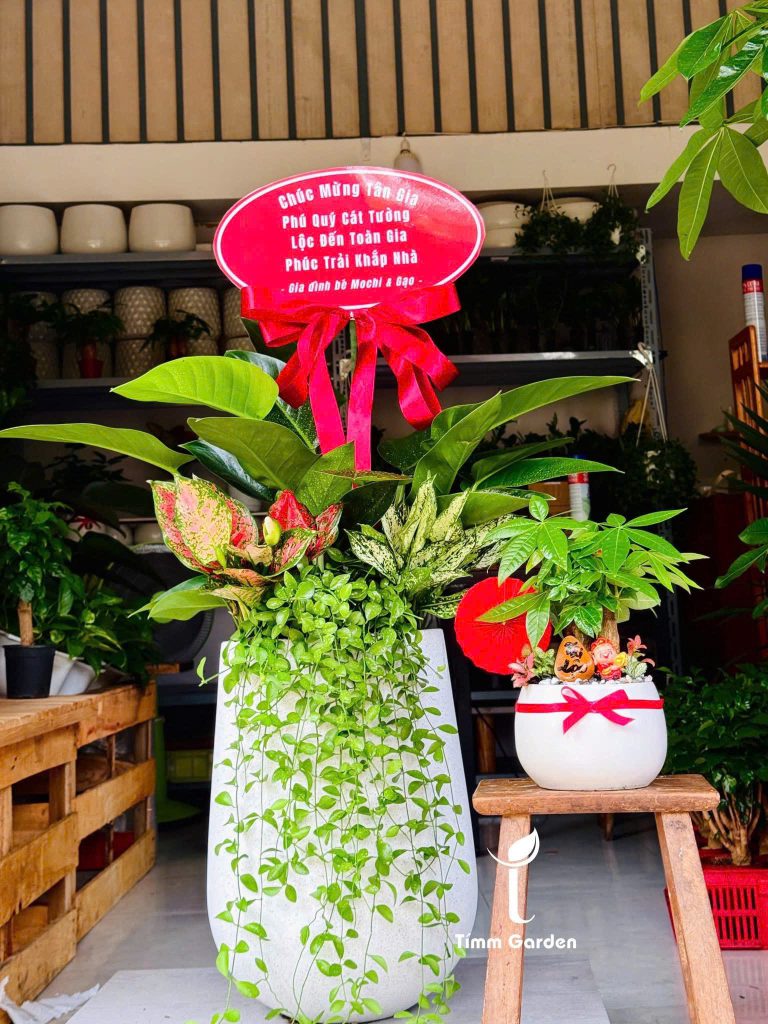 Cây khai trương phong thủy