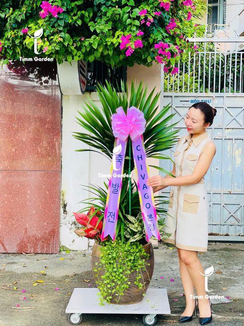 CÂY KHAI TRƯƠNG HÀN QUỐC – PHÁT TÀI NÚI THÁI 2 TẦNG SIZE ĐẠI | 개업을 축하드립니다