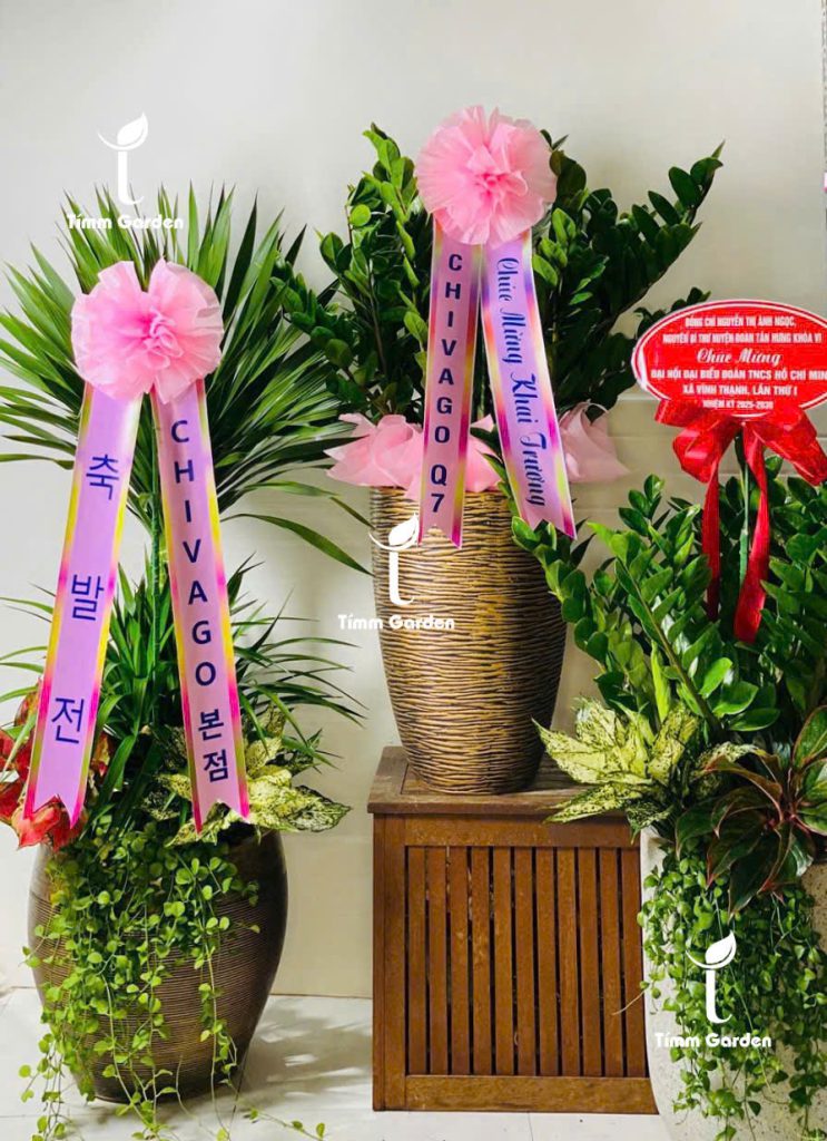Cây khai trương Hàn Quốc