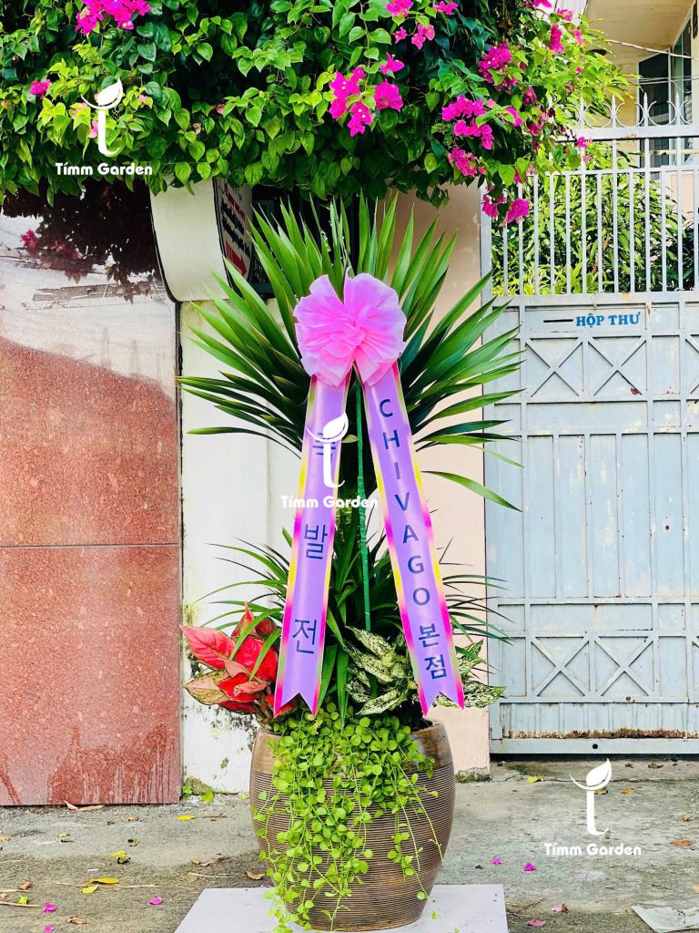 Phát tài núi thái khai trương bảng hàn 개업을 축하드립니다 chậu cây cao cấp HCM