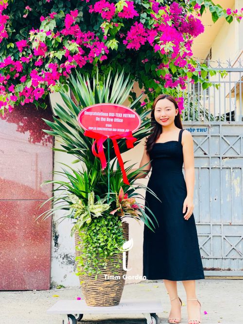 Alternative view of CHẬU PHÁT TÀI NÚI THÁI TẶNG KHAI TRƯƠNG, TÂN GIA – CÂY PHONG THỦY SANG TRỌNG | GIAO NHANH HCM