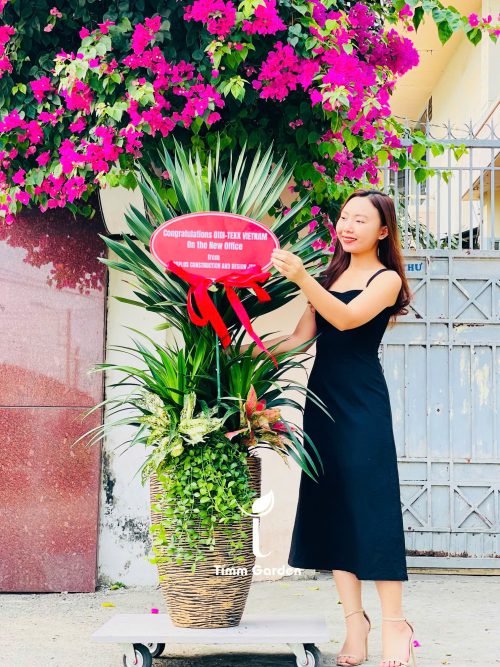 Cây Phát Tài Núi thái tặng Khai Trương, Tân Gia