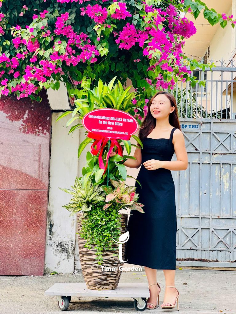 Chậu cây phát tài sang trọng, phù hợp khai trương