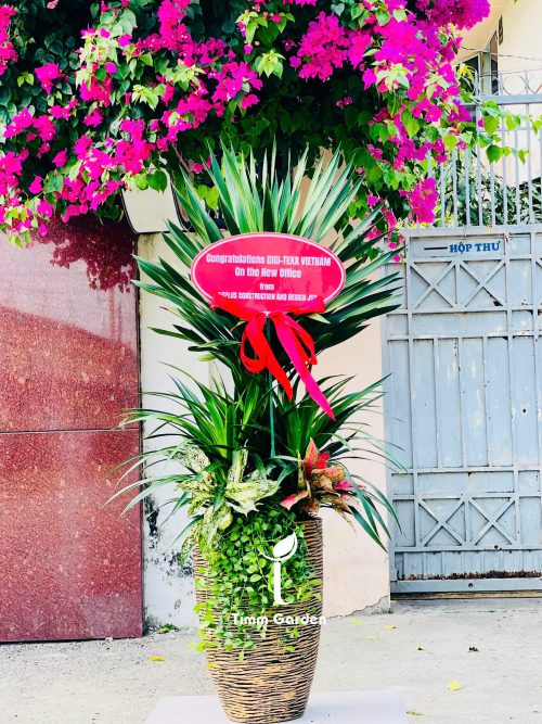 Phát Tài núi thái lớn