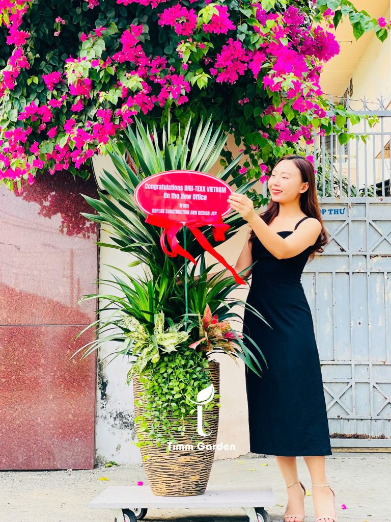 Chậu Phát Tài Núi tặng khai trương tân gia sang trọng giao nhanh HCM 