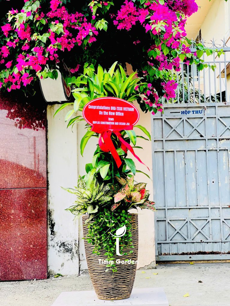 Mua cây phát tài khai trương giao nhanh tại HCM