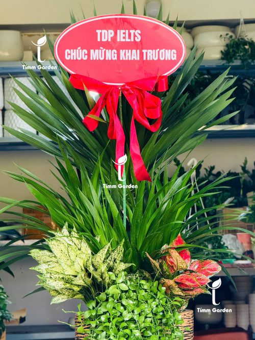 Phát tài núi sang trọng