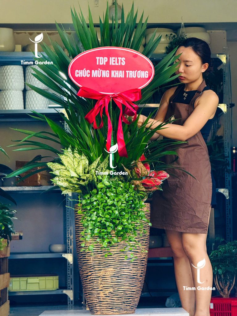 Trồng cây Phát Tài Núi Thái