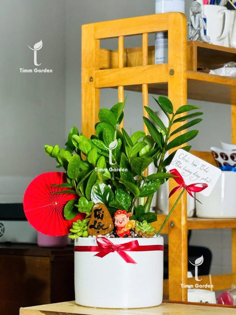 Chậu kim tiền để bàn văn phòng spa tiệm nail