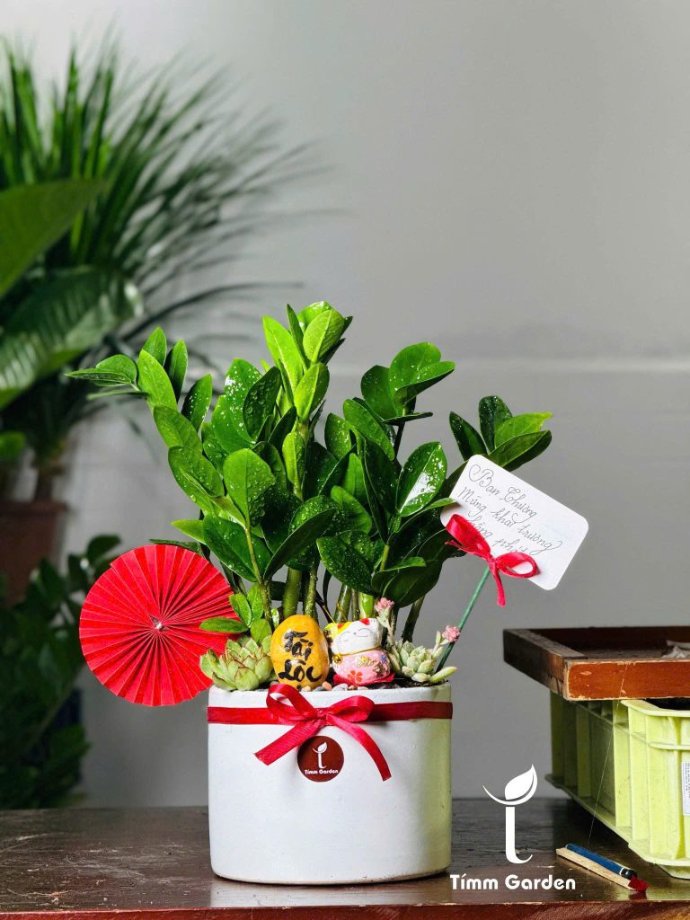 Chậu kim tiền để bàn khai trương