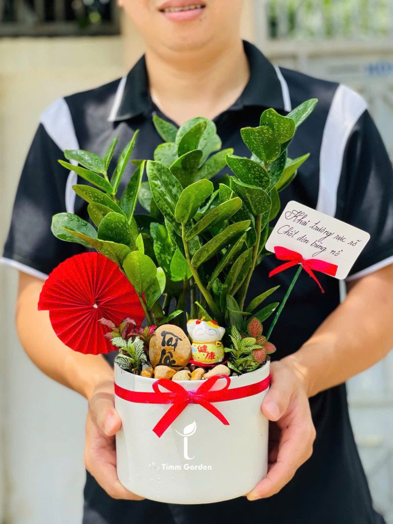 Cây kim tiền mini