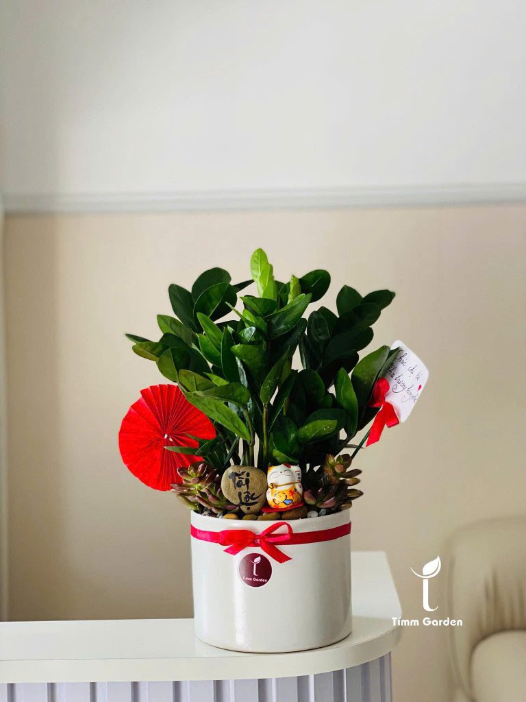Cây kim tiền mini chậu sứ sang trọng quà tặng khai trương