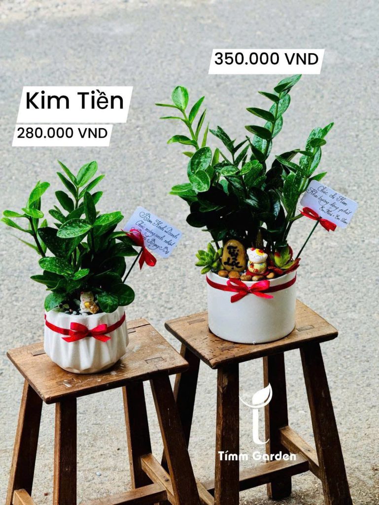 Cây kim tiền phong thủy tài lộc để bàn làm việc