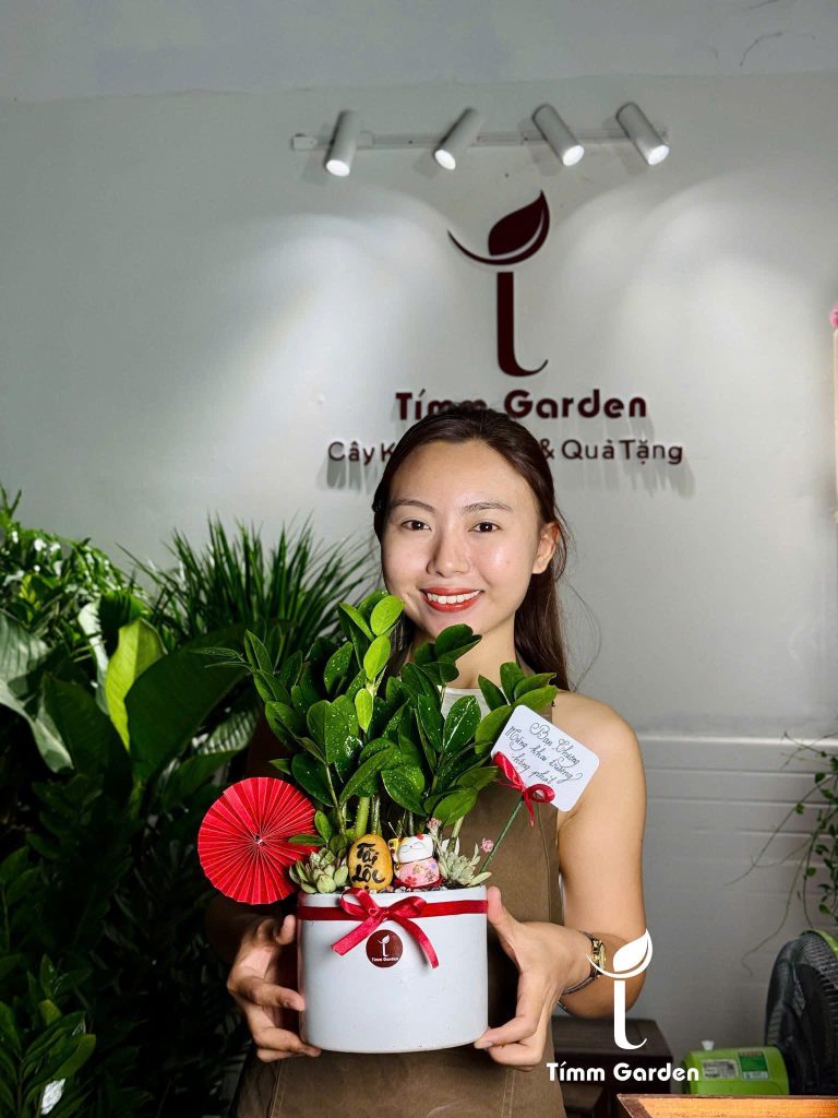 Cây kim tiền phong thủy tài lộc để bàn làm việc