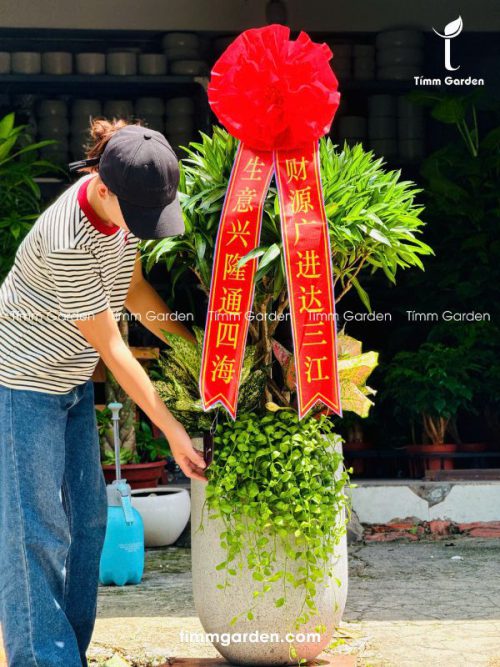 Chậu Cây Trúc Bách Hợp - Tặng Đối Tác Trung Quốc (Có Ruy Băng)