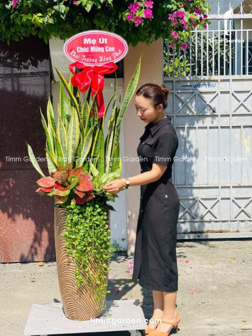 Lưỡi Hổ Tặng Khai Trương, Tân Gia