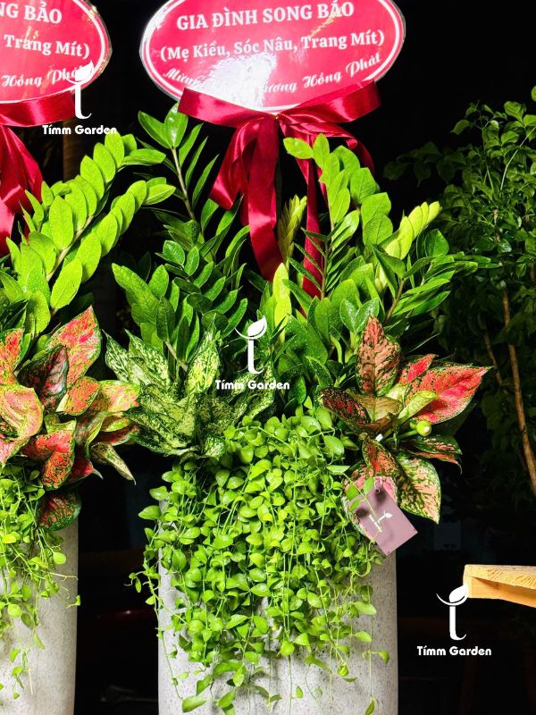 Chậu Kim Tiền Tặng Khai Trương, Tân Gia - Size Đại, Phối Kết - Ảnh 5