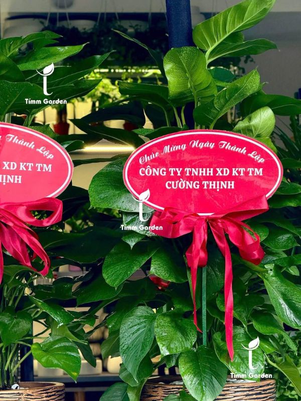 TRẦU BÀ LEO CỘT TẶNG KHAI TRƯƠNG