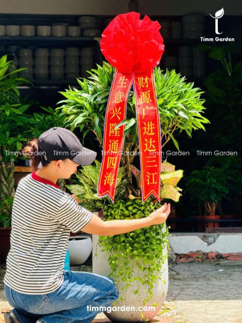 Alternative view of Chậu Cây Trúc Bách Hợp - Tặng Đối Tác Trung Quốc (Có Ruy Băng)
