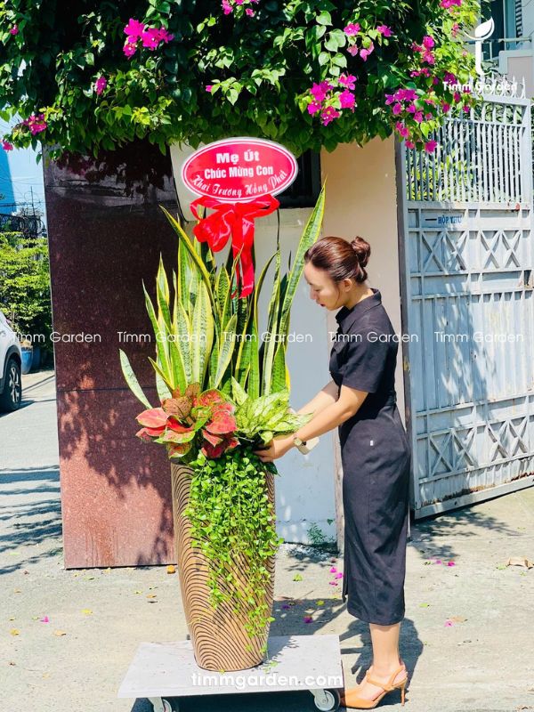 Lưỡi Hổ Tặng Khai Trương, Tân Gia