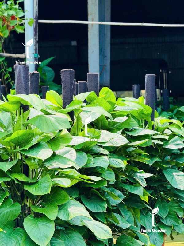 TRẦU BÀ LEO CỘT TẶNG KHAI TRƯƠNG