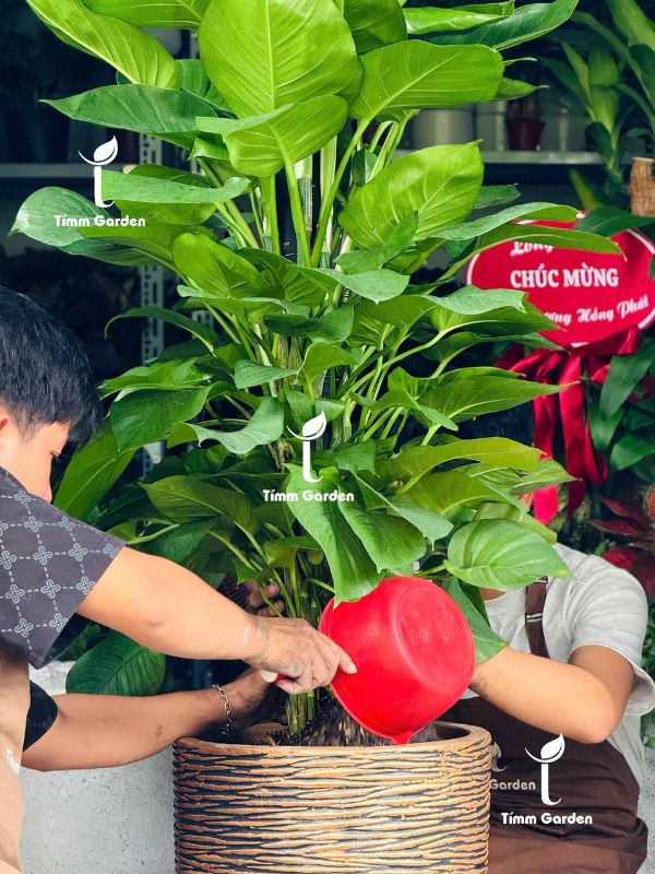 TRẦU BÀ LEO CỘT TẶNG KHAI TRƯƠNG - CHẬU MÀU ĐỒNG - Ảnh 3