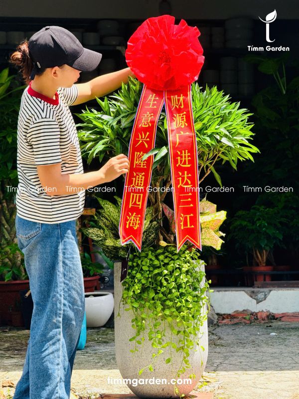 Chậu Cây Trúc Bách Hợp