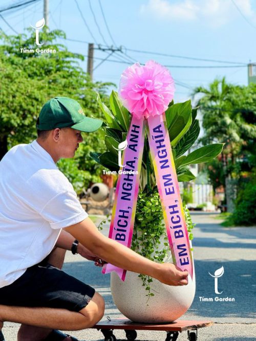 Cây Khai Trương Hàn Quốc (Kèm Ruy Băng)