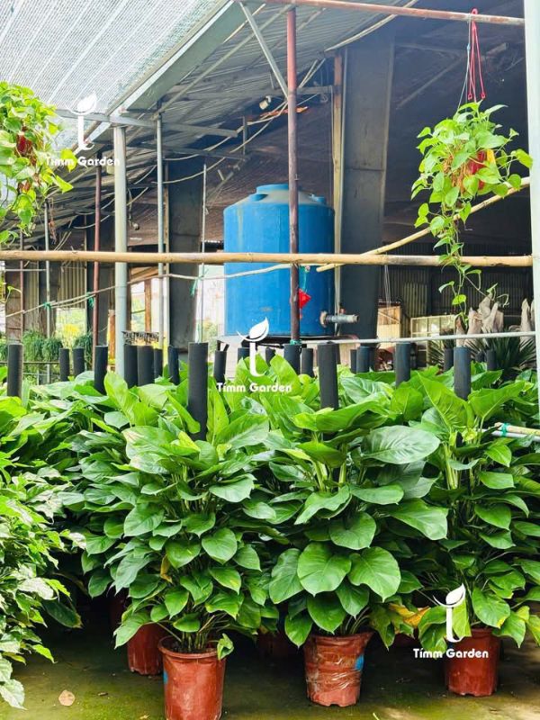 TRẦU BÀ LEO CỘT TẶNG KHAI TRƯƠNG - CHẬU MÀU ĐỒNG - Ảnh 5