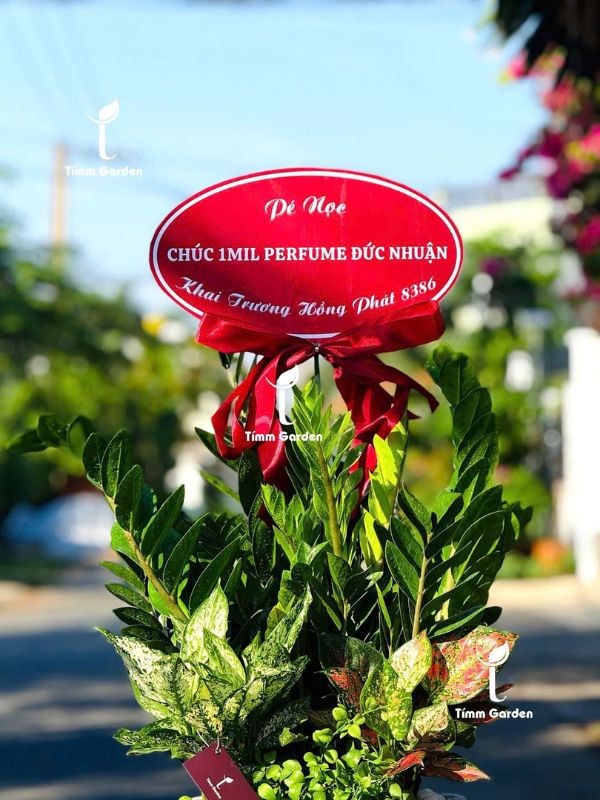 Chậu Kim Tiền Tặng Khai Trương, Tân Gia - Size Đại, Phối Kết - Ảnh 9