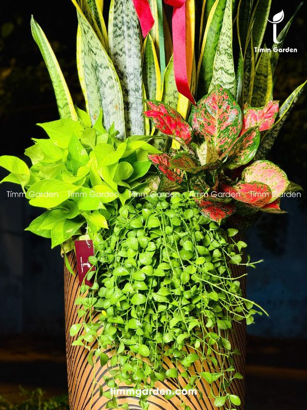 Lưỡi Hổ Tặng Khai Trương, Tân Gia - SIZE ĐẠI, Chậu Màu Đồng Sang Trọng - Ảnh 8