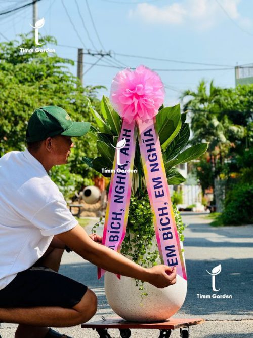 Cây Khai Trương Hàn Quốc (Kèm Ruy Băng)