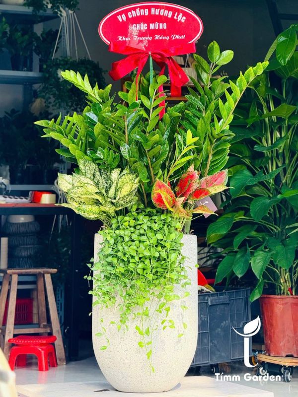 Chậu Kim Tiền Tặng Khai Trương, Tân Gia - Size Đại, Phối Kết - Ảnh 4