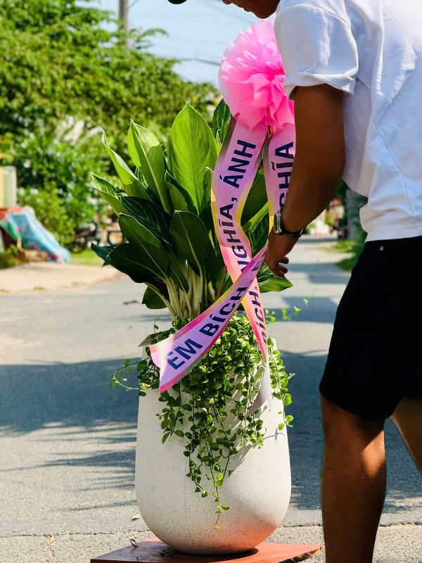 CHẬU BẠCH MÃ HOÀNG TỬ TẶNG KHAI TRƯƠNG – RUY BĂNG HÀN QUỐC - Ảnh 5