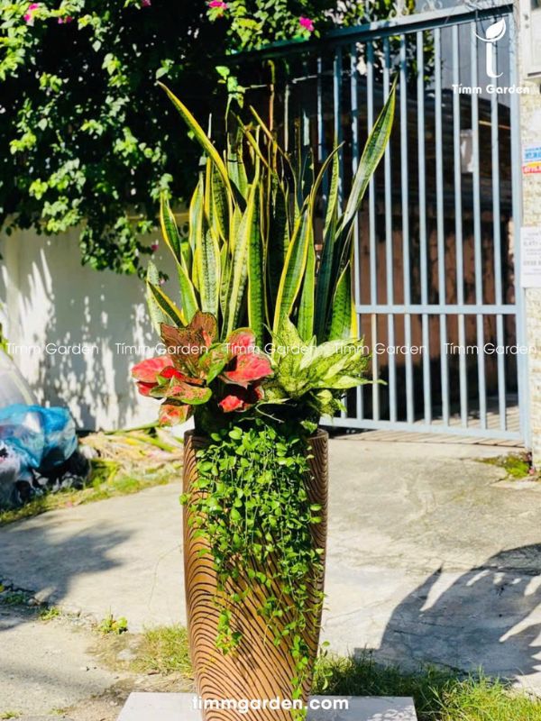 Lưỡi Hổ Tặng Khai Trương, Tân Gia - SIZE ĐẠI, Chậu Màu Đồng Sang Trọng - Ảnh 5