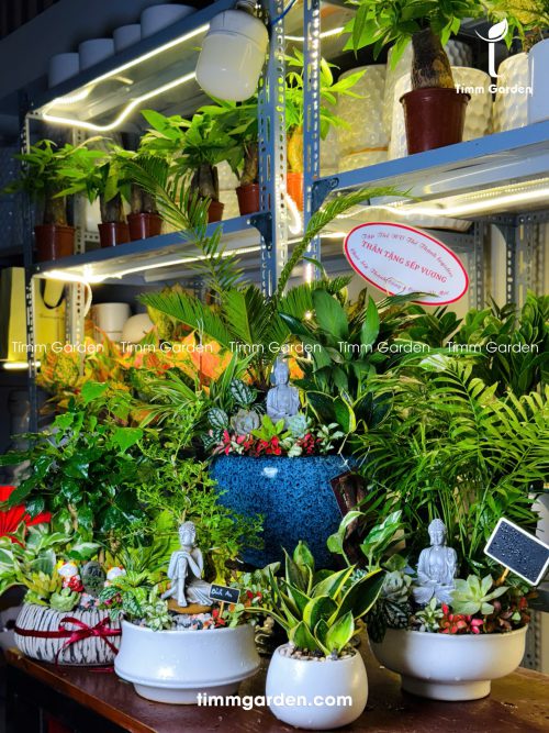 tiểu cảnh để bàn