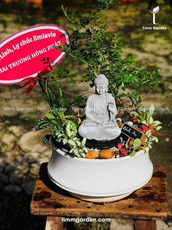 Cây Cần Thăng Tiểu Cảnh Bonsai Để Bàn - Ảnh 5