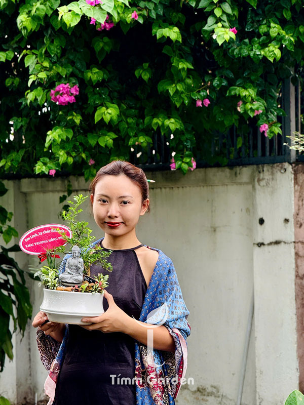 Cây Cần Thăng Tiểu Cảnh Bonsai Để Bàn - Ảnh 7