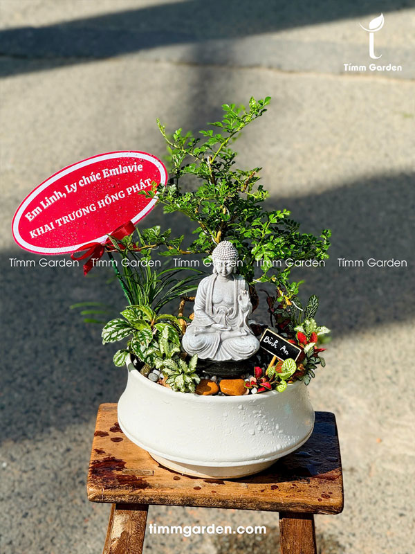 Cây Cần Thăng Tiểu Cảnh Bonsai Để Bàn - Ảnh 4