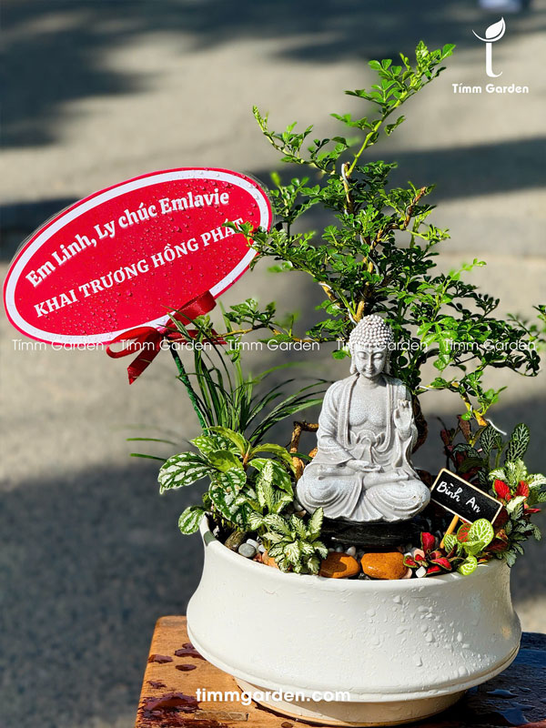 Cây Cần Thăng Tiểu Cảnh Bonsai Để Bàn - Ảnh 6