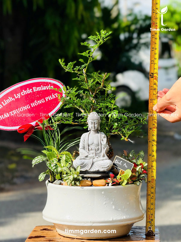 Cây Cần Thăng Tiểu Cảnh Bonsai Để Bàn