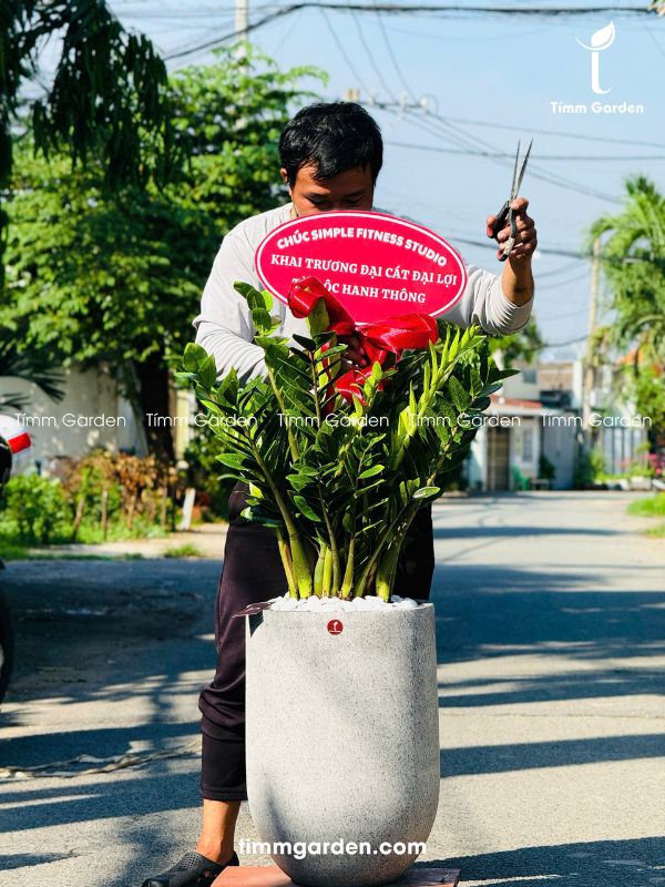 CHẬU KIM TIỀN SIZE ĐẠI